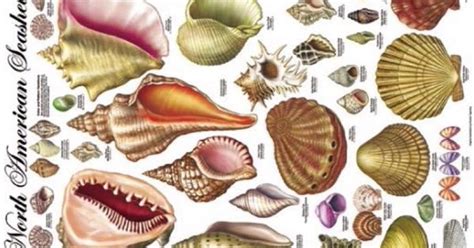 North American Seashells A Vintage Poster Depicting 140 Types Of