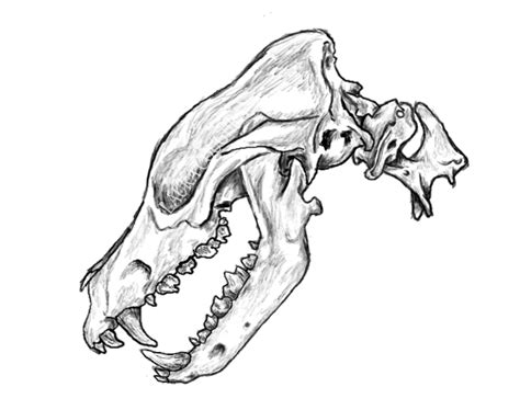 Canine Skull By Xshadowxv On Deviantart