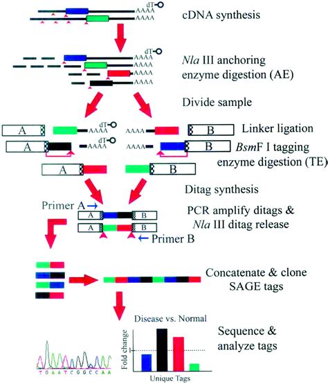Serial Analysis Of Gene Expression Circulation Research