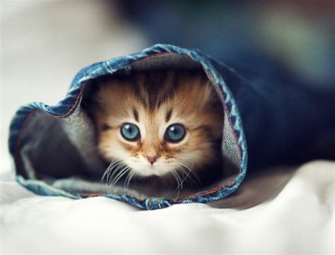 Cute Kitten Named Daisy 8 Pics Amazing Creatures