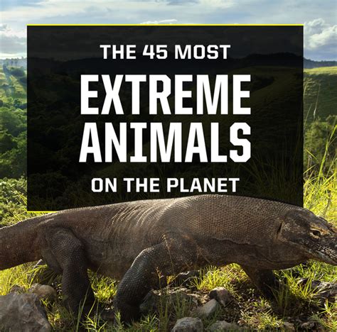 45 Coolest Animals The Most Extreme Things Creatures Do To Survive