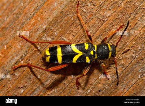 Beetle Wasp Hi Res Stock Photography And Images Alamy