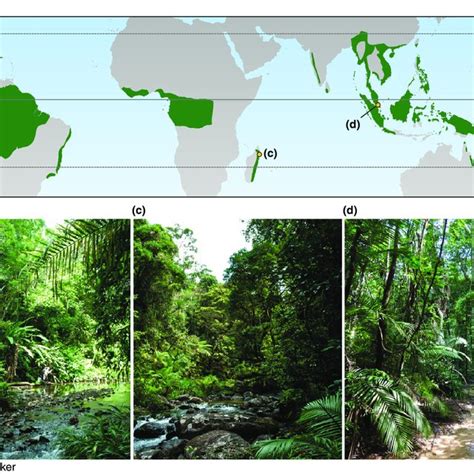 Location Of Tropical Rainforest Where Are Rainforests Located