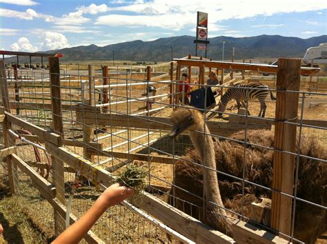We have lots of cuddly, adorable animals which travel to your location! Things To Do, Utah: Have You Ever Wanted to Pet a Zebra?