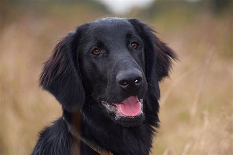 Black Flat Coated Retriever Dog Portrait Stock Photo Download Image