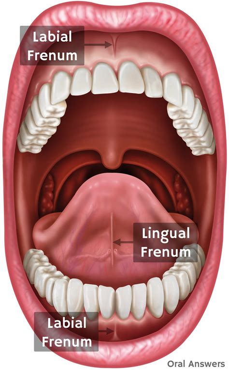 Frenulum Definition Function Examples And Lingual Frenulum