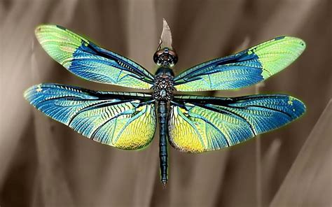 Hd Wallpaper Iridescent Dragonfly Wings Wallpaper Flare