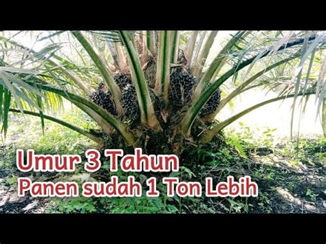 Kelapa Sawit Jenis Dxp Tenera Produksi Bisa Luar Biasa Youtube