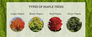 How To Tap A Maple Tree In 5 Steps Tapping Maple Trees