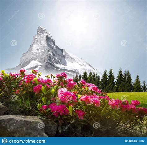 Matterhorn With Flowers Stock Image Image Of Beauty 142053071