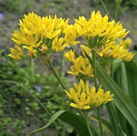 Allium Moly Yellow Allium Easy To Grow Bulbs