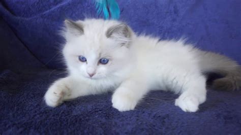 Blue Bicolor Male Ragdoll Kitten Youtube