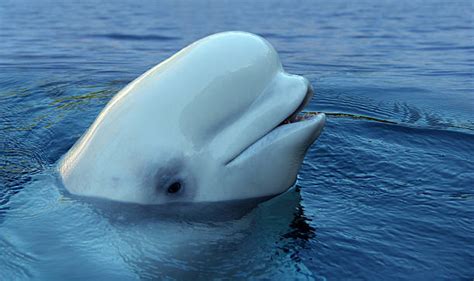 Best Beluga Whale Stock Photos Pictures And Royalty Free Images Istock