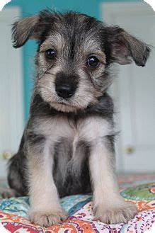 The idea of adopting a puppy is nothing lesser than bringing home a new friend because the new puppy you are going to adopt will be your companion during leisure. Bedminster, NJ - Schnauzer (Miniature)/Terrier (Unknown ...