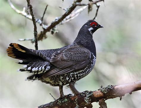 Spruce Grouse Falcipennis Canadensis Photo Tom Murray Photos At