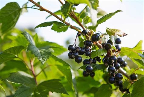 How To Grow Blackcurrants At Home The Blackcurrant Foundation