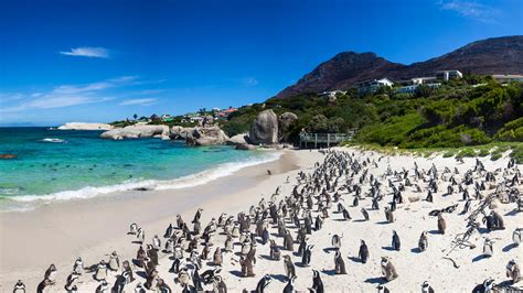 Cape Peninsula Cape Point Tour For Families Andbeyond