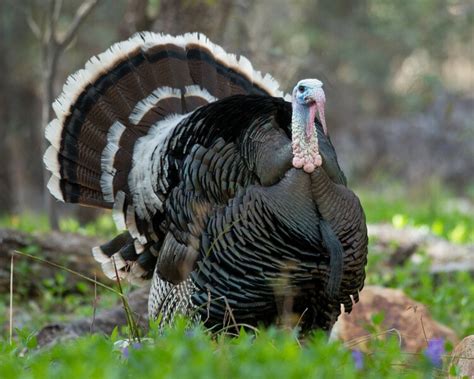 Why Do Turkeys Gobble 3 Reasons For This Behavior Pet Keen