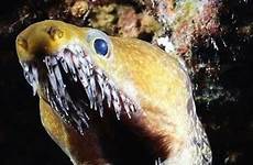 eel moray fangtooth tiefseefische tiefsee wassertiere morenas gruslige criaturas marinhos personnal sorial ever dents hoooo weird wasser unterwasser fisch wesen