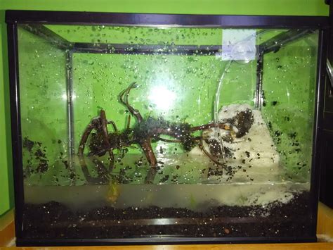 Fungsi dari aquascape sendiri sebenarnya hampir sama dengan aquarium pada umumnya. Aquascape Sederhana dan bagaiman cara membuat nya - DSC A ...