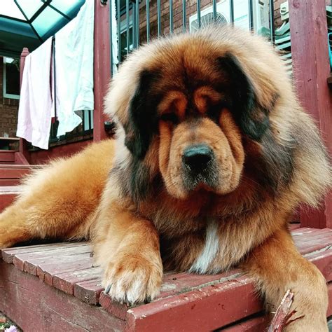 Tibetan Mastiff The Most Expensive Dogs In The World I Chinese Bear Dog