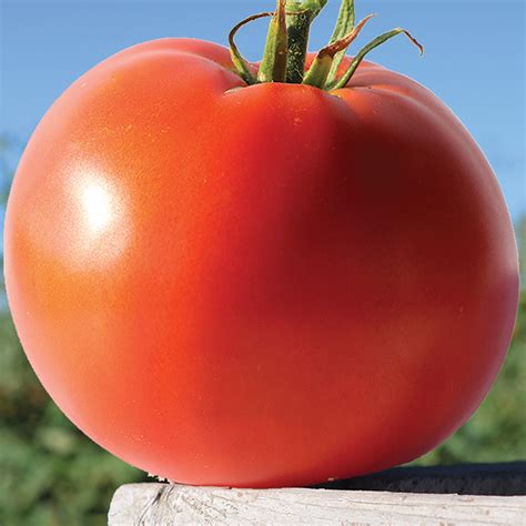 Big Beef Plus Hybrid Tomato Summer Horticultural Products And Services