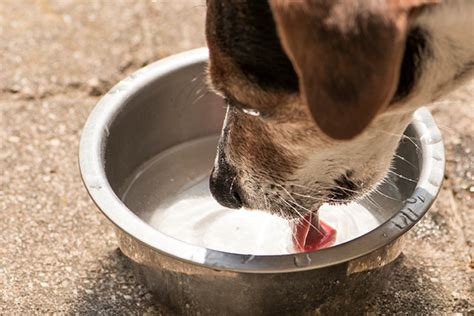 So how much water should my puppy drink? How Much Water Should a Dog Drink a Day?