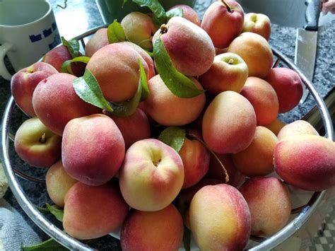 Our first peach harvest (Reno) : r/gardening