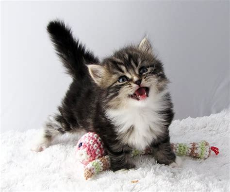 The volume up to hear loud kitten smacking while she eats! 30 Most Wonderful Siberian Cat Pictures And Images