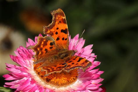 Schmetterling Papillon Falter Papillon C Falter Flickr