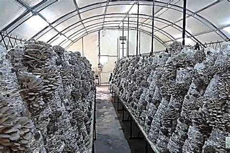 Do It Yourself Greenhouse For Growing Mushrooms Manufacturing