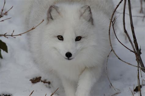 Arctic Fox Vi By White Voodoo On Deviantart
