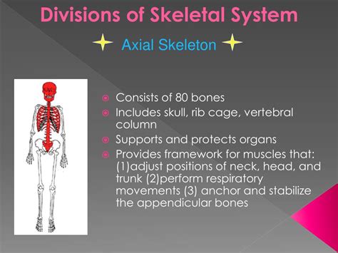 Ppt Anatomy And Physiology Of The Skeletal System Powerpoint