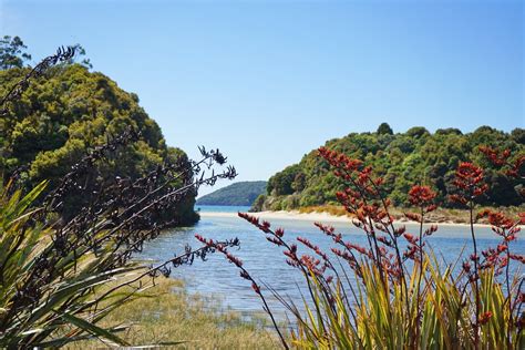 Things To Do On Stewart Island New Zealand — Travels Of A Bookpacker