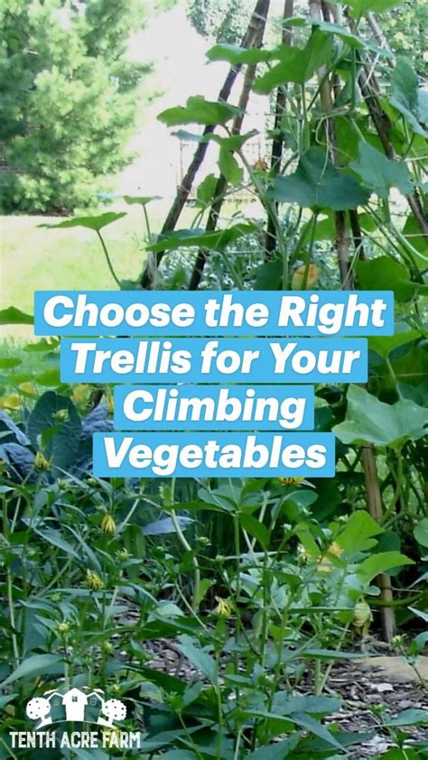 Choose The Right Trellis For Your Climbing Vegetables An Immersive