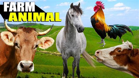 Animais Domesticados Numa Fazenda Animais Da Fazenda Nome E Sons Youtube