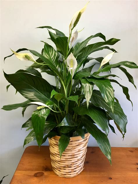 Peace Lily Floor Plant in Cambridge, MA | Coady Florist