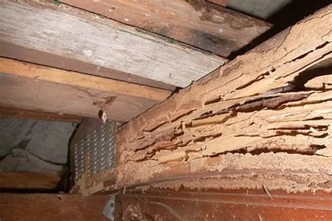 Termite Damage Signs And Control Ceiling Foundation Carpets