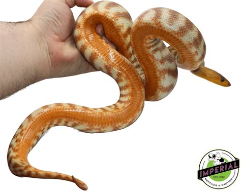 Woma Python Adult For Sale Imperial Reptiles Imperial Reptiles