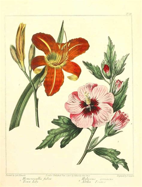 Free Vintage Botanical Art From The Public Domain To Download Daphne