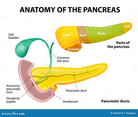 Pancreas Anatomy Labeled Stock Vector Image Of Detail 52624116