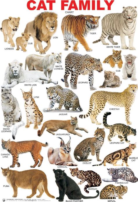 Pin By This Way Come On Big Cats Animals Wild Wild Cats Animals