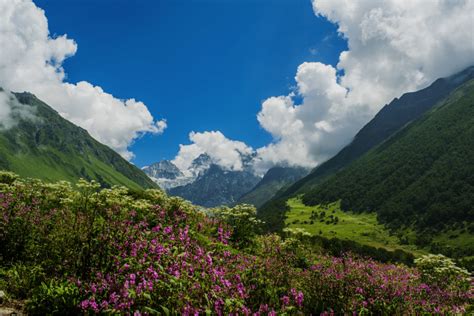 Valley Of Flowers Trek A Complete Travel Guide For Travelers