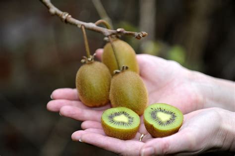 There are a few different types of kiwifruit in existence. Woman finds KIWIS growing at the bottom of her garden ...