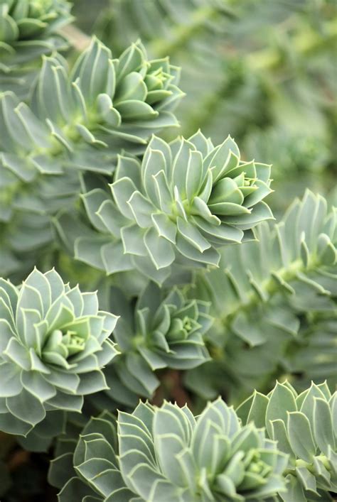 There aren't many plants that like this arrangement. Choosing Hardy Succulent Plants - Succulents For Zone 5 ...