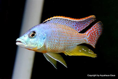 Eclectochromis Ornatusflavimanus Chewere Aquahaus Gaus