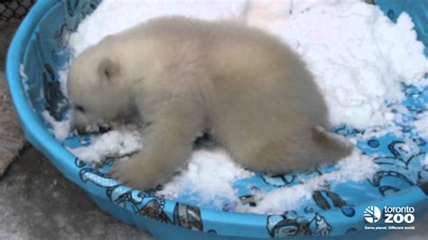 Toronto Zoo Polar Bear Cub 3 Months Youtube