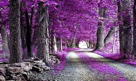 16 Violet Purple Nature Wallpaper Basty Wallpaper