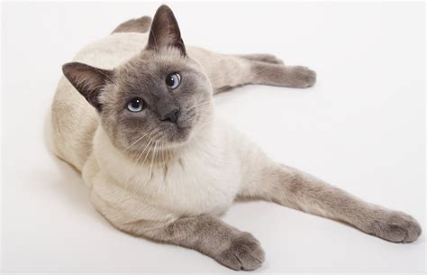 Blue Point Siamese Cat 101 Glamorous Cats