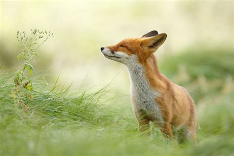 Stunning Wild Fox Photography By Roeselien Raimond Bored Panda